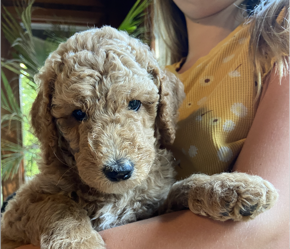 【jumelle】poodle bit coat jumelle】poodle bit coat